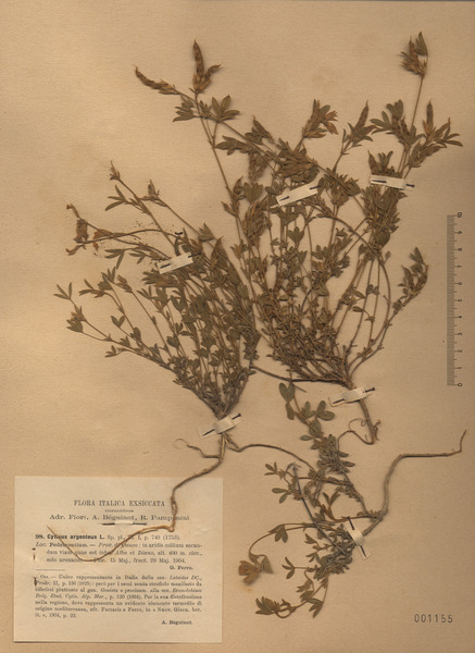 Argyrolobium zanonii (Turra) P.W.Ball subsp. zanonii