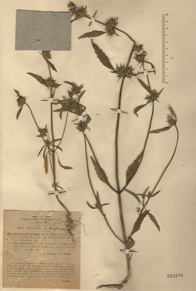 Galeopsis reuteri Rchb.f.