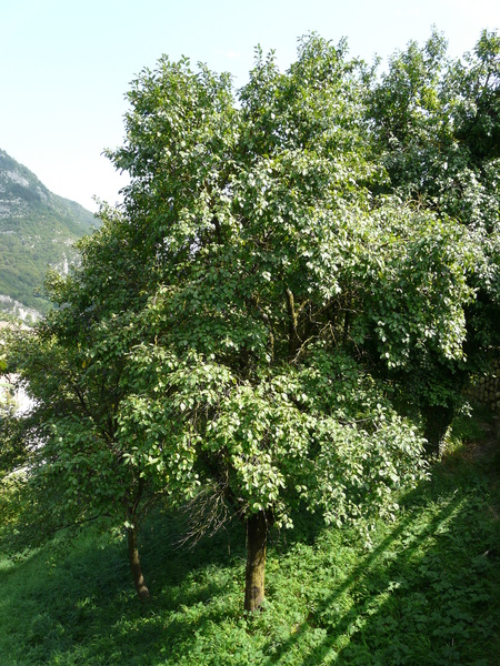 Prunus domestica L. subsp. insititia (L.) Bonnier & Layens