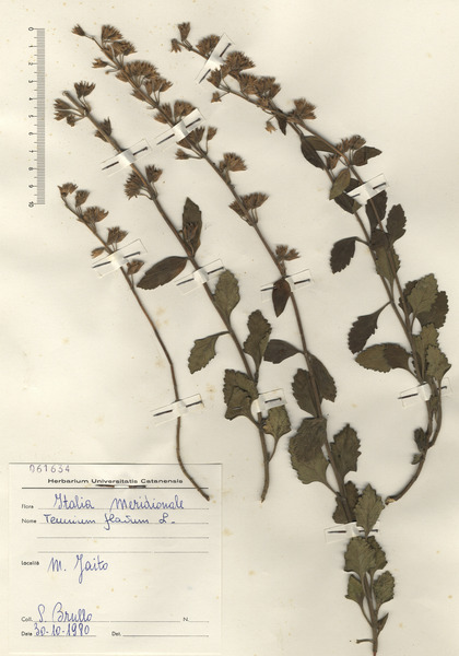 Teucrium flavum L. subsp. flavum