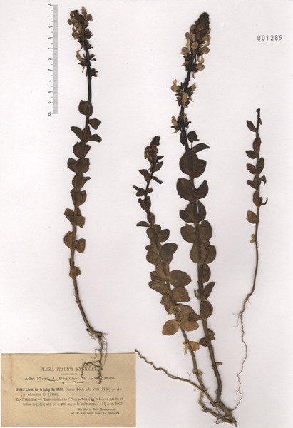 Linaria triphylla (L.) Mill.