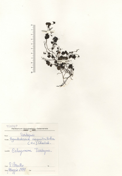 Cymbalaria aequitriloba (Viv.) A.Chev. subsp. aequitriloba