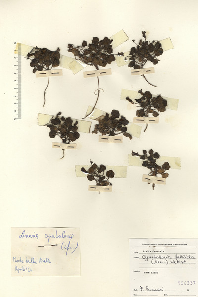 Cymbalaria pallida (Ten.) Wettst.
