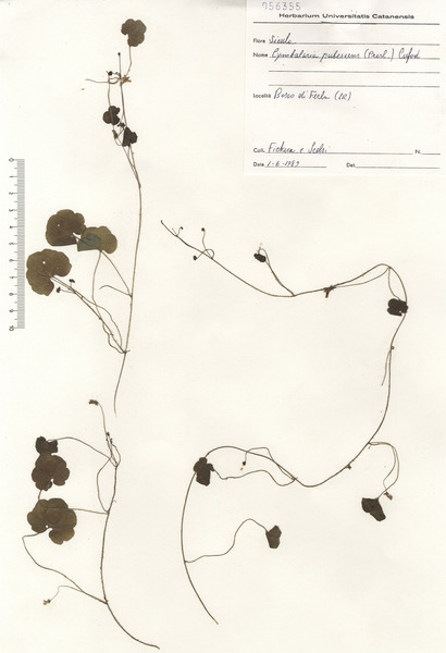 Cymbalaria pubescens (C.Presl) Cufod.