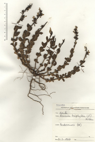 Linaria triphylla (L.) Mill.