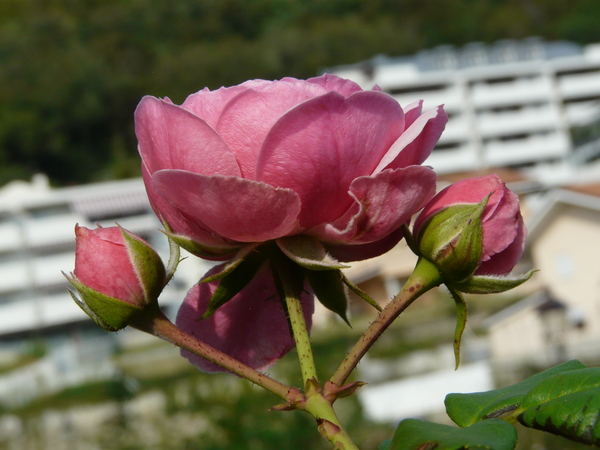 Rosa 'Pomponella ®'