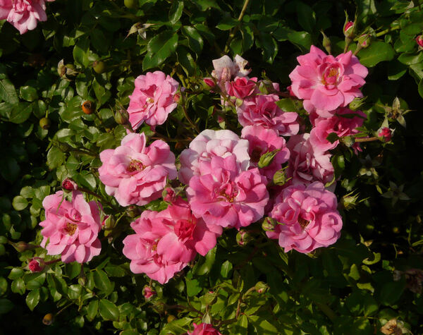 Rosa 'Pink Emely ®'