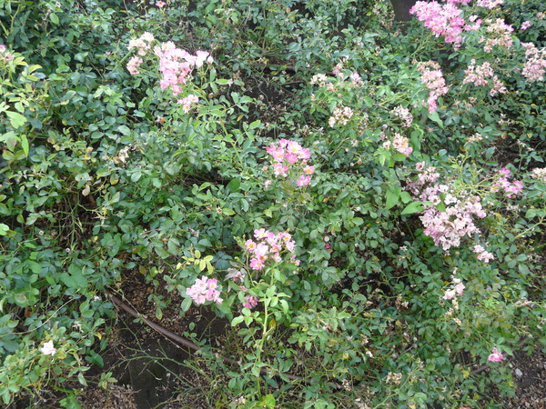 Rosa 'Pink Compact Meidiland ®'