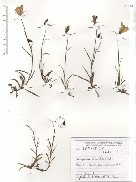 Campanula scheuchzeri Vill. subsp. scheuchzeri