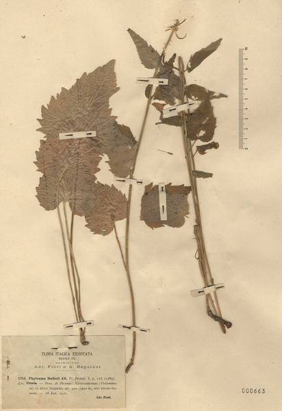 Phyteuma ovatum Honck. subsp. ovatum