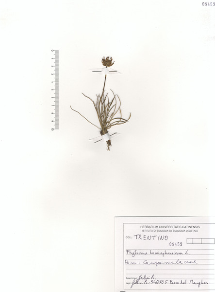Phyteuma hemisphaericum L.