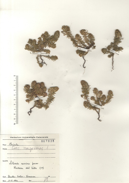 Coris monspeliensis L. subsp. monspeliensis