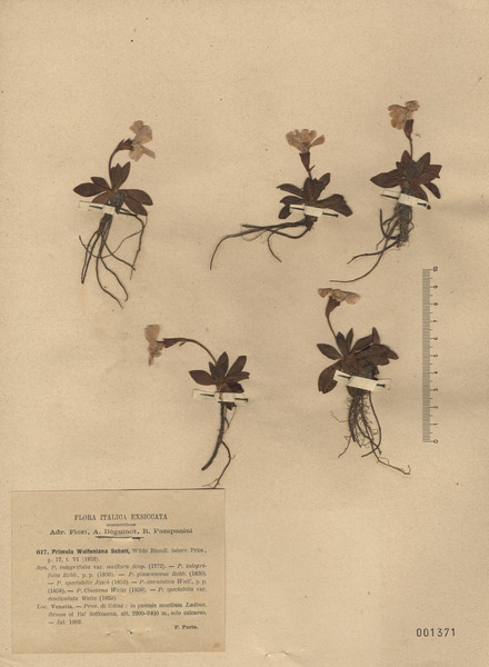 Primula wulfeniana Schott subsp. wulfeniana