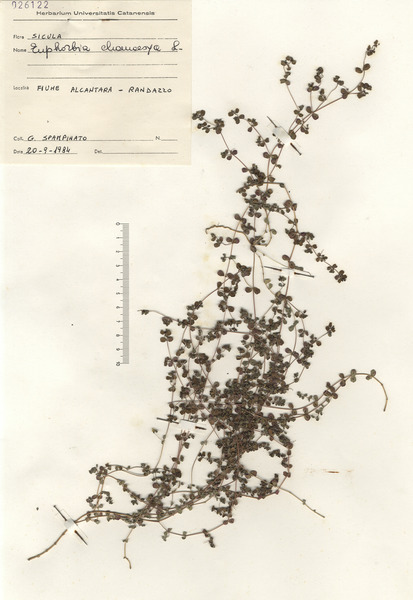 Euphorbia chamaesyce L.