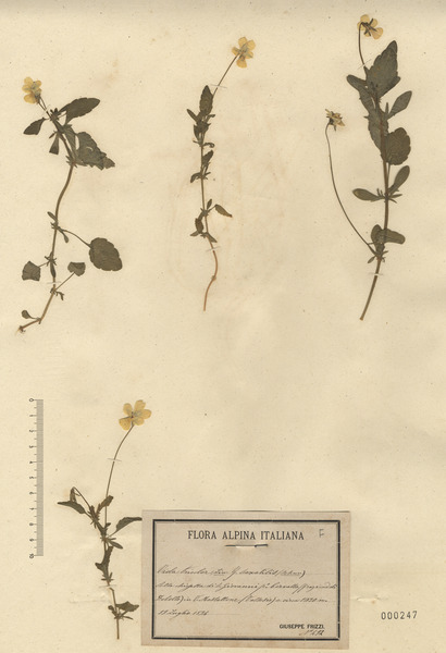 Viola tricolor L. subsp. saxatilis (F.W.Schmidt) Jan