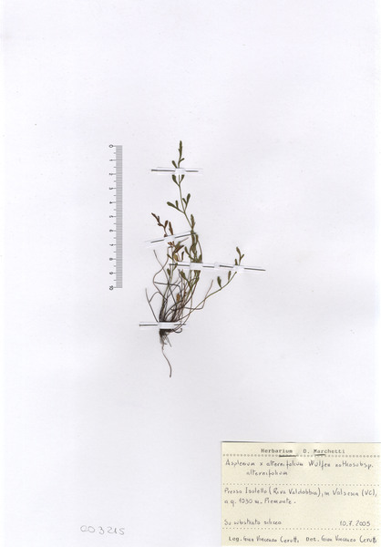 Asplenium x alternifolium Wulfen