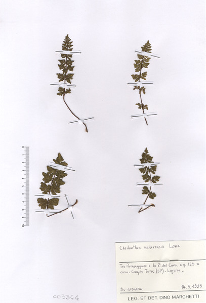 Oeosporangium pteridioides (Reichard) Fraser-Jenk. & Pariyar