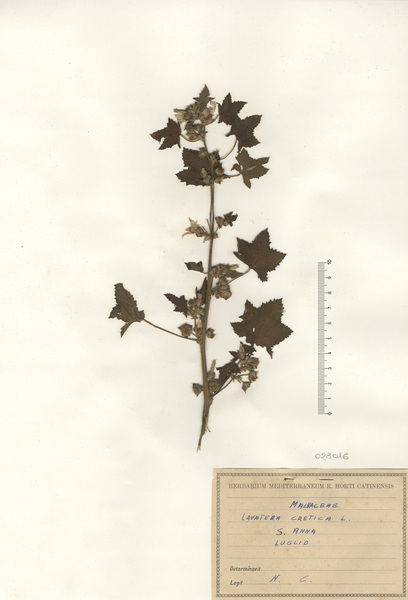 Malva cretica Cav. subsp. cretica