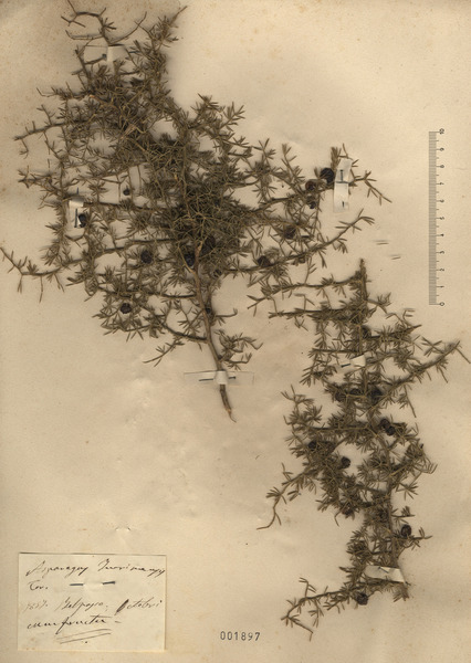 Asparagus acutifolius L.