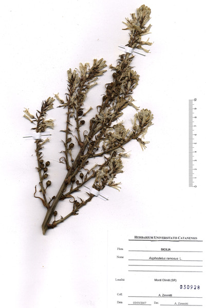 Asphodelus ramosus L. subsp. ramosus