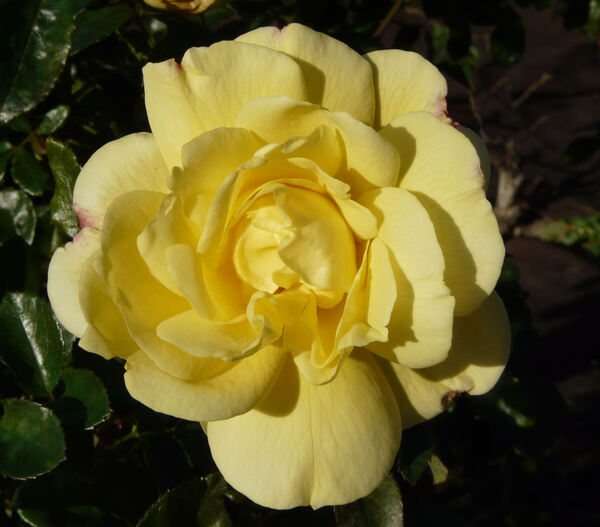 Rosa 'Sunstar ®'