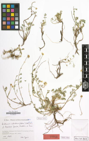 Anthemis abrotanifolia (Willd.) Guss.