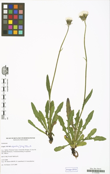 Crepis alpestris (Jacq.) Tausch