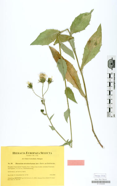 Hieracium niveobarbatum Arv.-Touv. ex Gottschl.