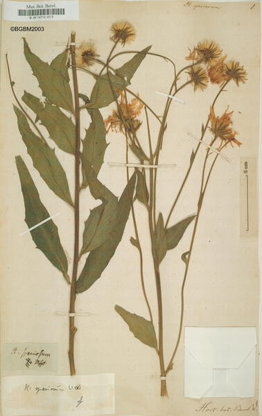Hieracium speciosum Willd. ex Hornem.