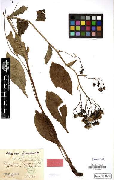 Hieracium juranum Rapin subsp. juranum