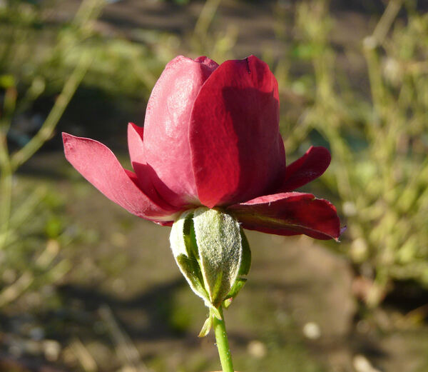 Rosa 'Imperial Palace ®'