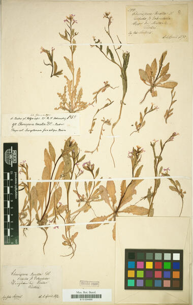 Chorispora tenella (Pall.) DC.