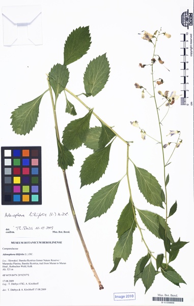 Adenophora liliifolia (L.) Ledeb. ex A.DC.