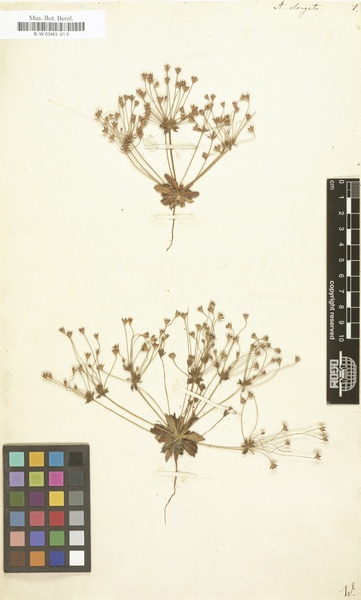 Androsace elongata L. subsp. breistrofferi (Charpin & Greuter) Molero & J.M.Monts.