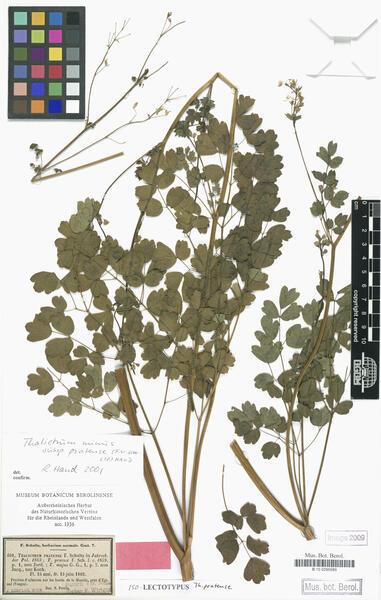 Thalictrum minus L. subsp. pratense (F.W.Schultz) Hand