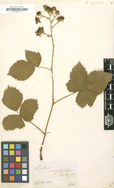 Rubus sect. Corylifolii Lindl.