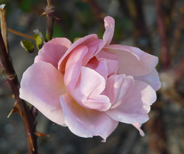 Rosa 'Fragrant Hour'