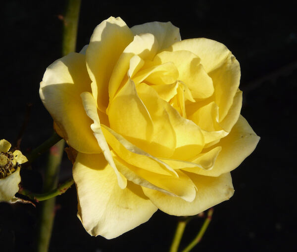 Rosa 'Golden Starlite'