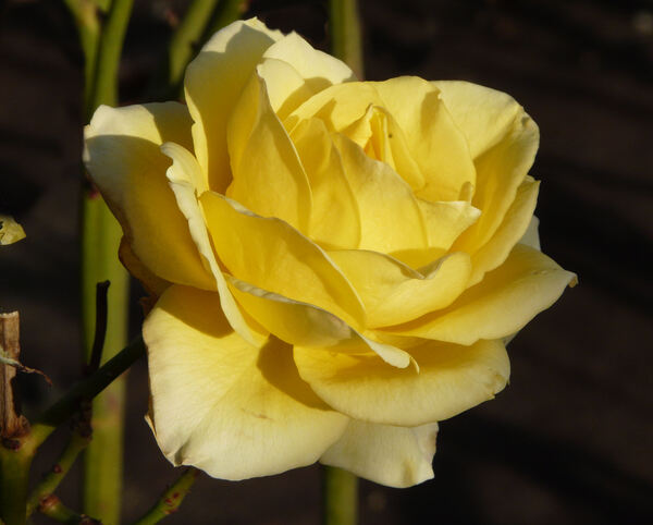 Rosa 'Golden Starlite'