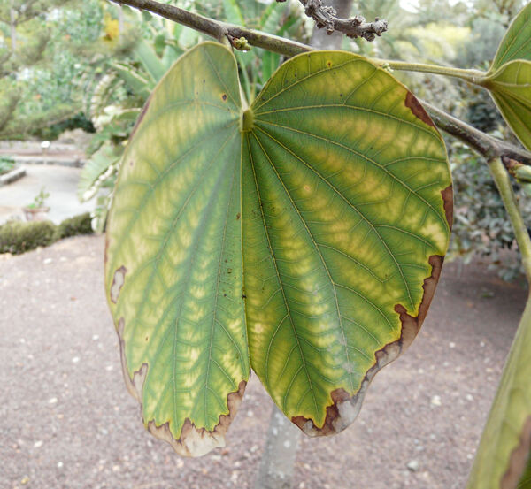 Bauhinia variegata L. 'Candida'
