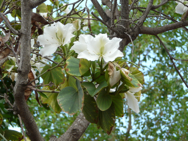 Bauhinia variegata L. 'Candida'