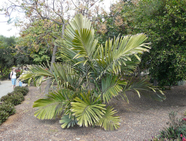 Arenga australasica (H.L.Wendl. & Drude) S.T.Blake ex H.E.Moore
