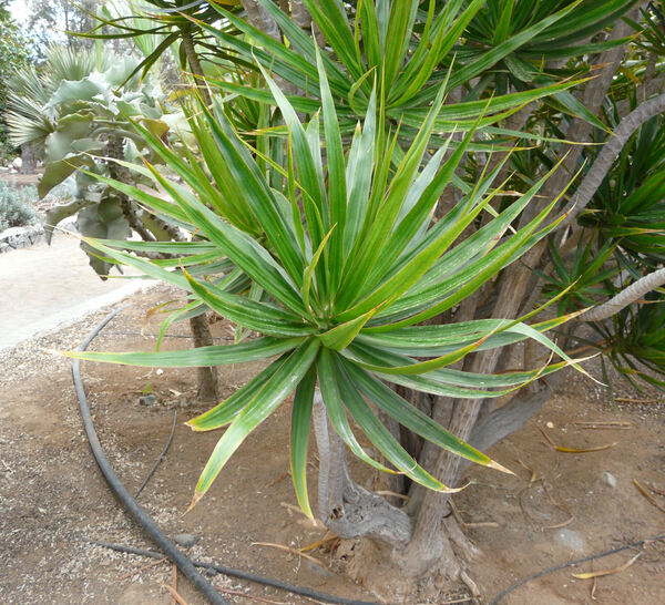 Dracaena reflexa Lam. var. angustifolia Baker