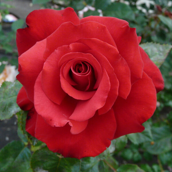 Rosa 'Grande Amore ®'