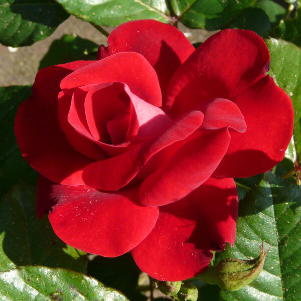 Rosa 'Guizzo Rosso ®'