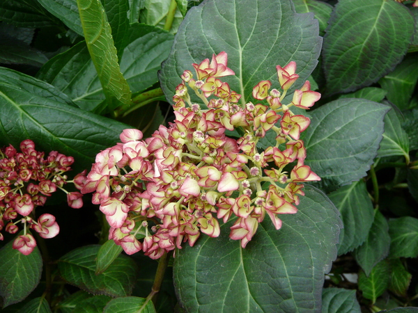 Hydrangea macrophylla (Thunb.) Ser. 'Ripple'