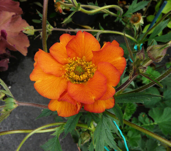 Geum coccineum Sibth. & Sm. 'Dolly North'
