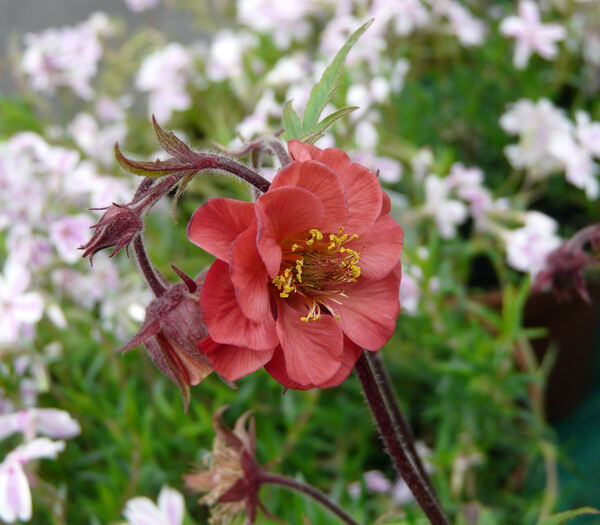 Geum 'Flames of Passion ®'