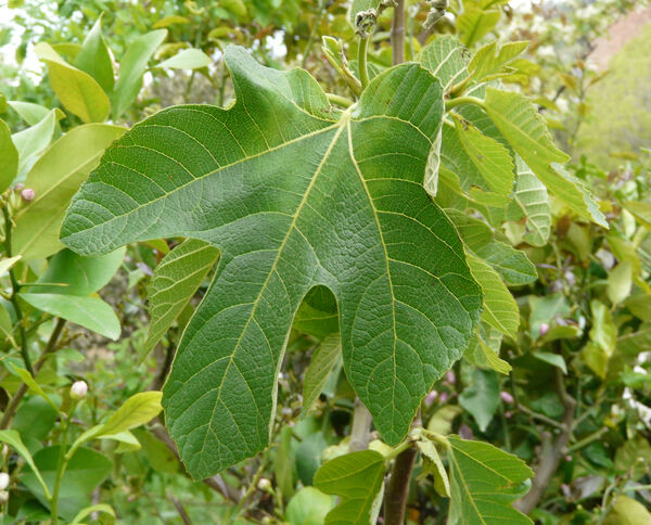 Ficus carica L. 'Fico Bianco'