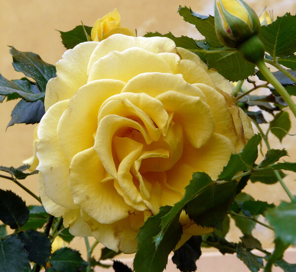 Rosa 'Rimosa ® Cl.'